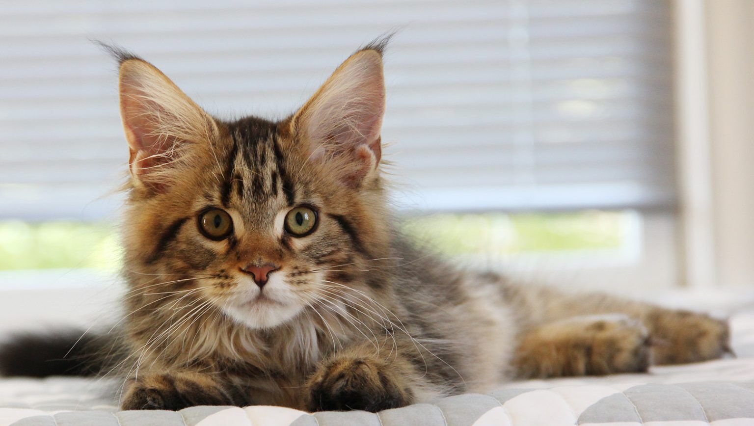 Maine Coon Breeder Ohio | Angtini Cattery | Maine Coon Kittens For Sale